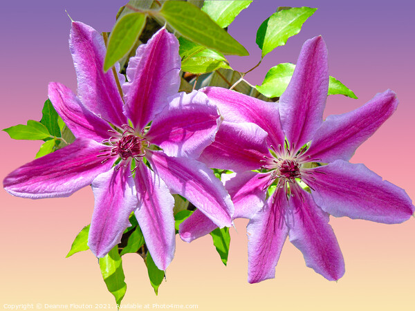 Majestic Clematis Blooms Picture Board by Deanne Flouton