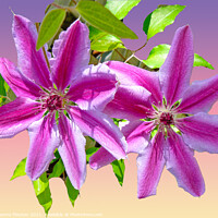 Buy canvas prints of Majestic Clematis Blooms by Deanne Flouton