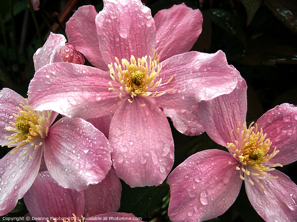 Rain Kissed Pink Clematis Picture Board by Deanne Flouton