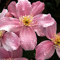 Buy canvas prints of Rain Kissed Pink Clematis by Deanne Flouton