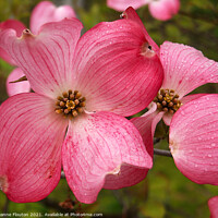 Buy canvas prints of Vibrant Red Dogwood Blossom by Deanne Flouton