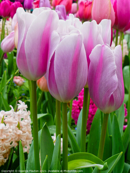 Heavenly Pink Tulip Garden Picture Board by Deanne Flouton