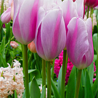Buy canvas prints of Heavenly Pink Tulip Garden by Deanne Flouton