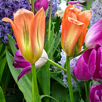 Buy canvas prints of Bold and Vibrant Tulip Garden by Deanne Flouton
