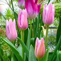 Buy canvas prints of Graceful Pink Tulips by Deanne Flouton