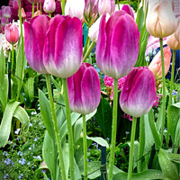Buy canvas prints of Magenta Tulip Bunch by Deanne Flouton