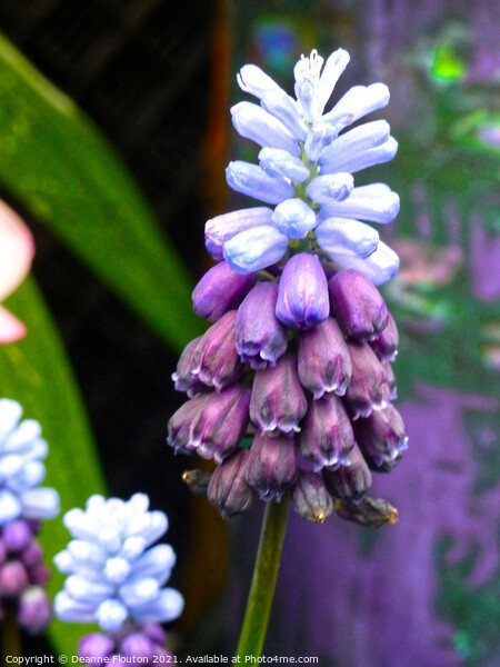  Muscari Bells in Blue and Purple Picture Board by Deanne Flouton