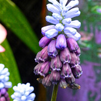 Buy canvas prints of  Muscari Bells in Blue and Purple by Deanne Flouton