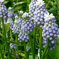 Buy canvas prints of Graceful and Fragrant Lavender Muscari by Deanne Flouton
