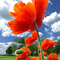 Buy canvas prints of Dancing Poppies by Deanne Flouton