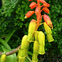 Buy canvas prints of Elongated Bells of Citrus and Scarlet by Deanne Flouton