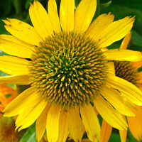 Buy canvas prints of Dazzling Yellow Coneflower by Deanne Flouton