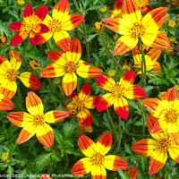 Buy canvas prints of Radiant Star Flowers by Deanne Flouton