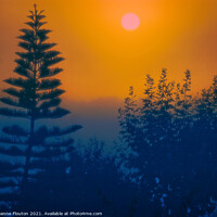 Buy canvas prints of Norfolk Island Pine Tree Menorca by Deanne Flouton