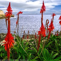 Buy canvas prints of Red Aloes Menorca by Deanne Flouton