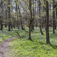 Buy canvas prints of A stroll through the Bluebells at Pods Wood by Rachel Mower