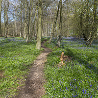 Buy canvas prints of Bluebell woodland, Essex by Rachel Mower