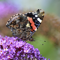 Buy canvas prints of Red Admiral on Budleia by Ashley Jackson