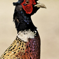 Buy canvas prints of Pheasant Portrait by Ashley Jackson