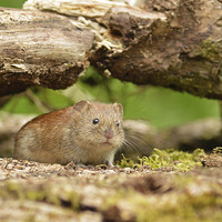 Buy canvas prints of  Curious Bank Vole. by Ashley Jackson