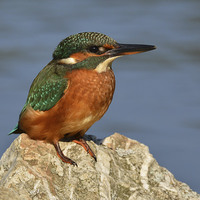 Buy canvas prints of  Kingfisher on a rock. by Ashley Jackson