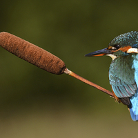 Buy canvas prints of  Kingfisher on reed mace by Ashley Jackson