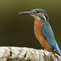 Buy canvas prints of  Male Kingfisher by Ashley Jackson
