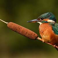 Buy canvas prints of Kingfisher on Reed Mace by Ashley Jackson