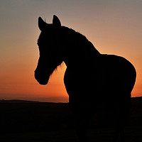 Buy canvas prints of Equine Sunset by Ashley Jackson