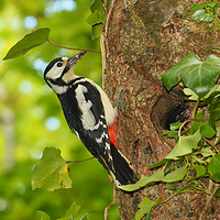 Buy canvas prints of Greater Spotted Woodpecker by Ashley Jackson