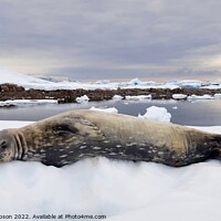 Buy canvas prints of Contented Weddell Seal by Richard Simpson