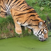 Buy canvas prints of Thirsty Tiger by Gail Porthouse