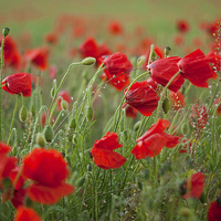 Buy canvas prints of Poppies blowing in the wind by Scott  Hughes