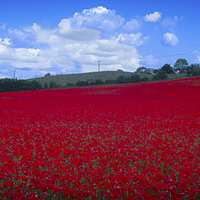 Buy canvas prints of Poppy Field by Ian Moses