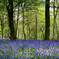 Buy canvas prints of Bluebell woods by Pete Bresser