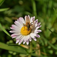 Buy canvas prints of insect on a daisy by Rhona Ward