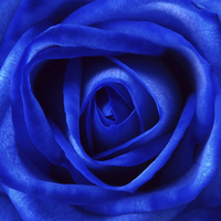 Buy canvas prints of Blue Rose by Andy Huntley