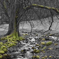 Buy canvas prints of Tree by Stream by Andy Huntley