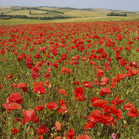 Buy canvas prints of Field of Poppies by Andy Huntley