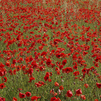 Buy canvas prints of Poppy Field by Andy Huntley