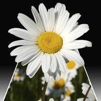 Buy canvas prints of Pop up Daisy by Andy Huntley