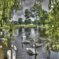 Buy canvas prints of Swan Lake by Andy Huntley