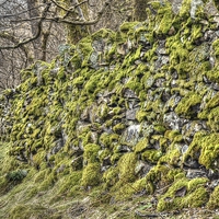 Buy canvas prints of Moss on a drystone wall by Andy Huntley