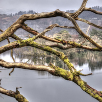 Buy canvas prints of Branches over Lake by Andy Huntley