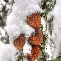 Buy canvas prints of Snow Cones by Andy Huntley