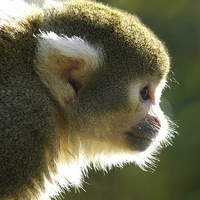 Buy canvas prints of Squirrel Monkey by Andy Huntley