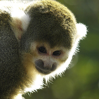 Buy canvas prints of Squirrel Monkey by Andy Huntley