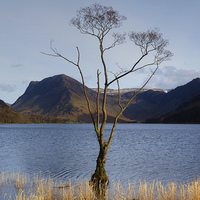 Buy canvas prints of Tree in Lake by Andy Huntley