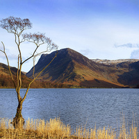 Buy canvas prints of Lake Tree by Andy Huntley