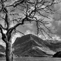 Buy canvas prints of Tree by Lake by Andy Huntley